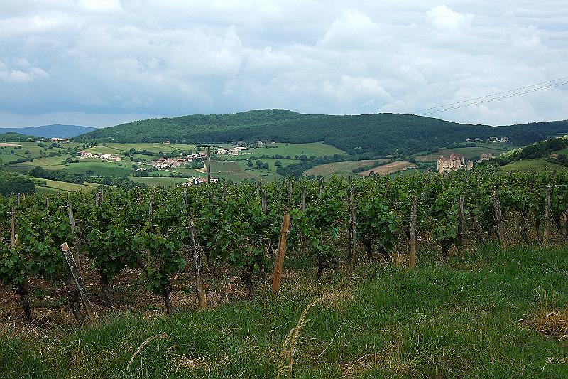 2010-06- (25).JPG - Weinberge gibt es auch hier - besonders die Weißweine sind berühmt